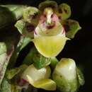 Image of Gastrochilus pseudodistichus (King & Pantl.) Schltr.