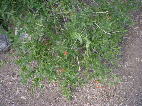 Image of Wright's desert honeysuckle