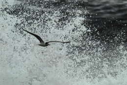 Image of White-fronted Tern