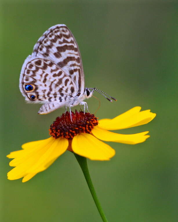 Image of Leptotes