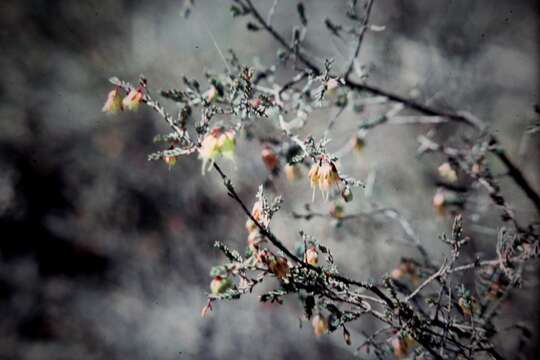 Image of Homoranthus darwinioides (Maiden & E. Betche) Cheel