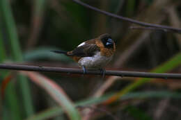 Image of White-rumped Munia