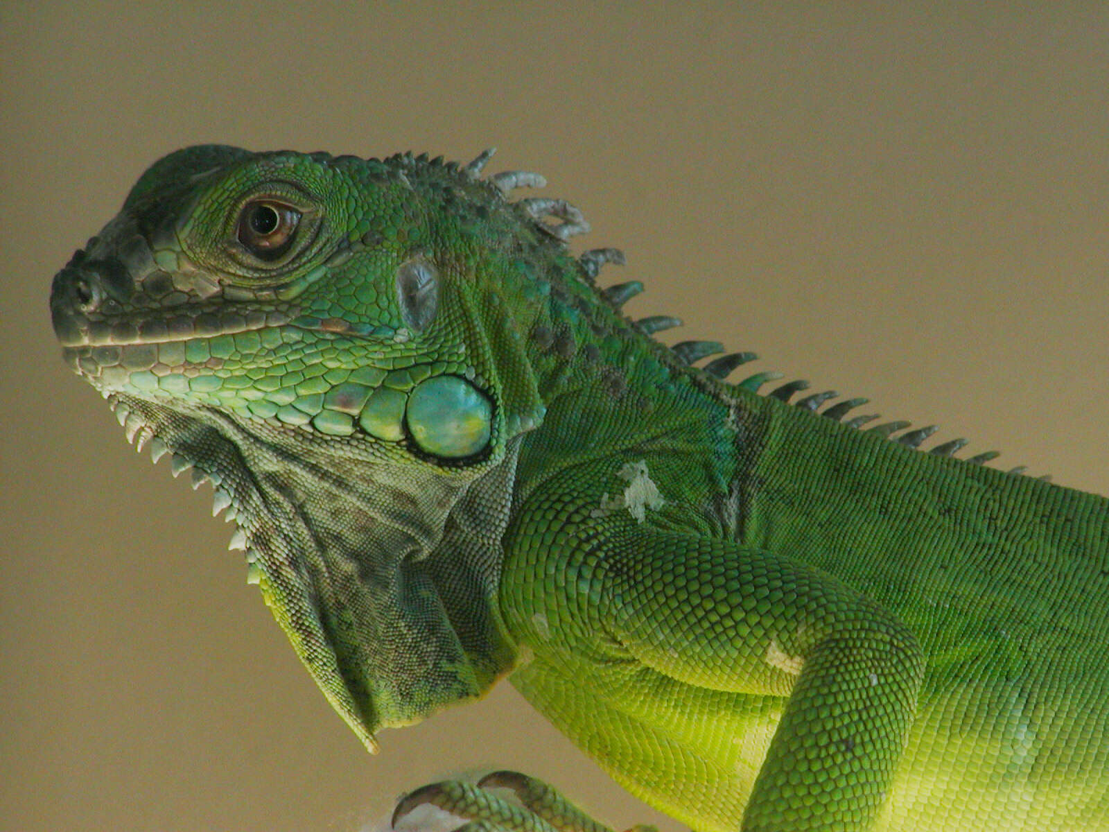 Image of Green Iguana