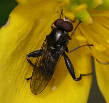 Image of Chalcosyrphus nemorum (Fabricius 1805)