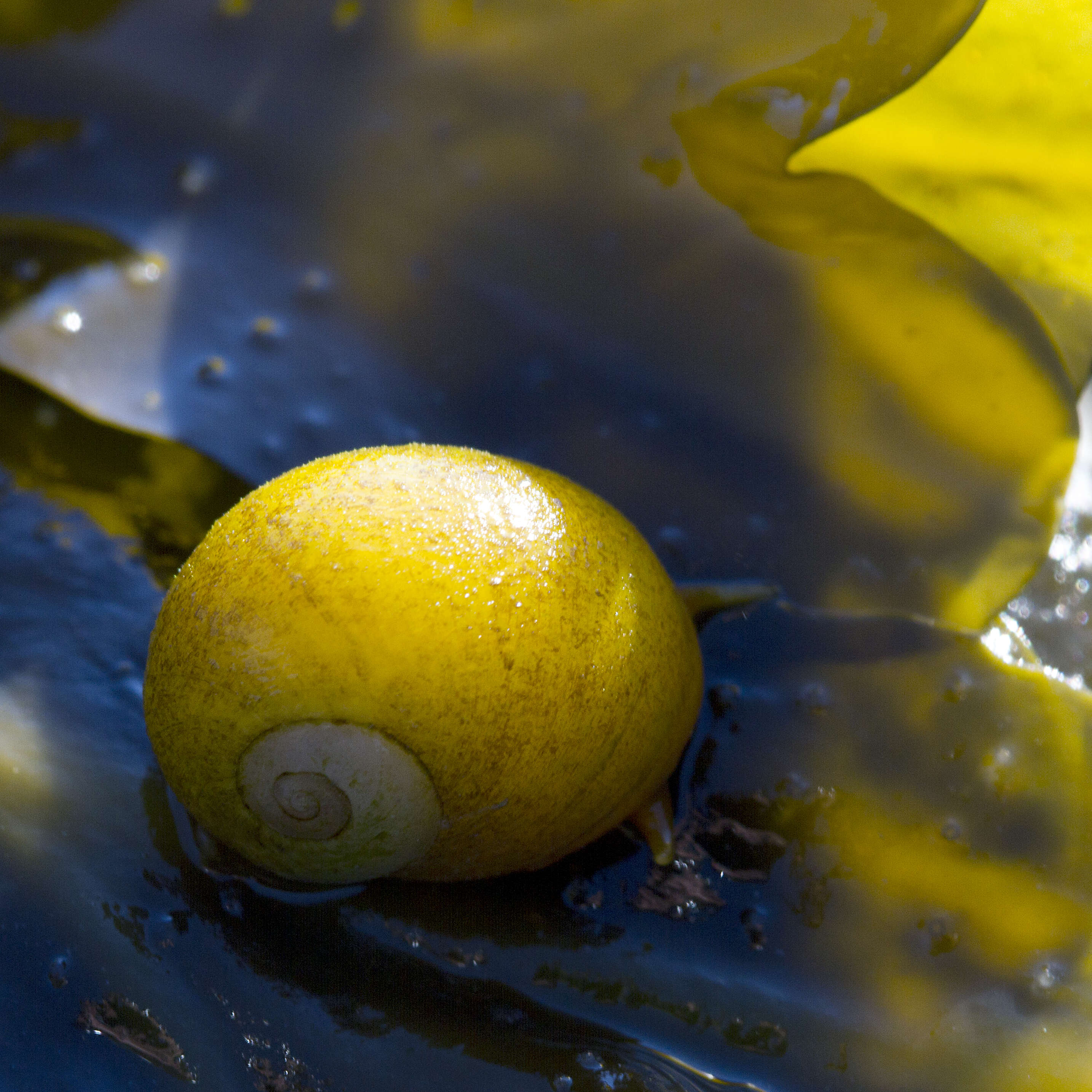 Image of Periwinkle snails