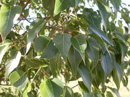 Image of Bottle-trees