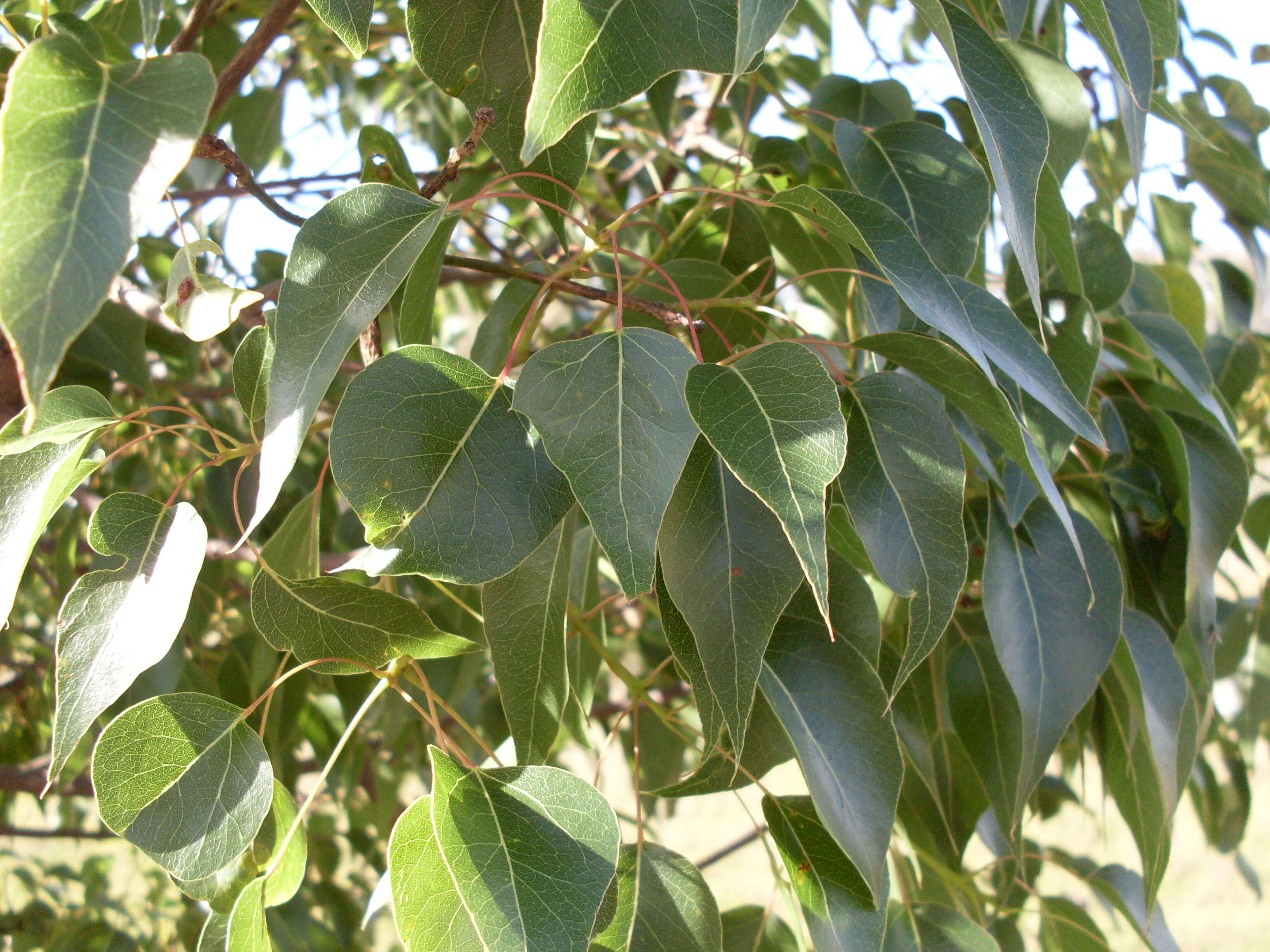 Image of Bottle-trees