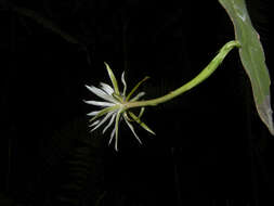 Image of climbing cactus