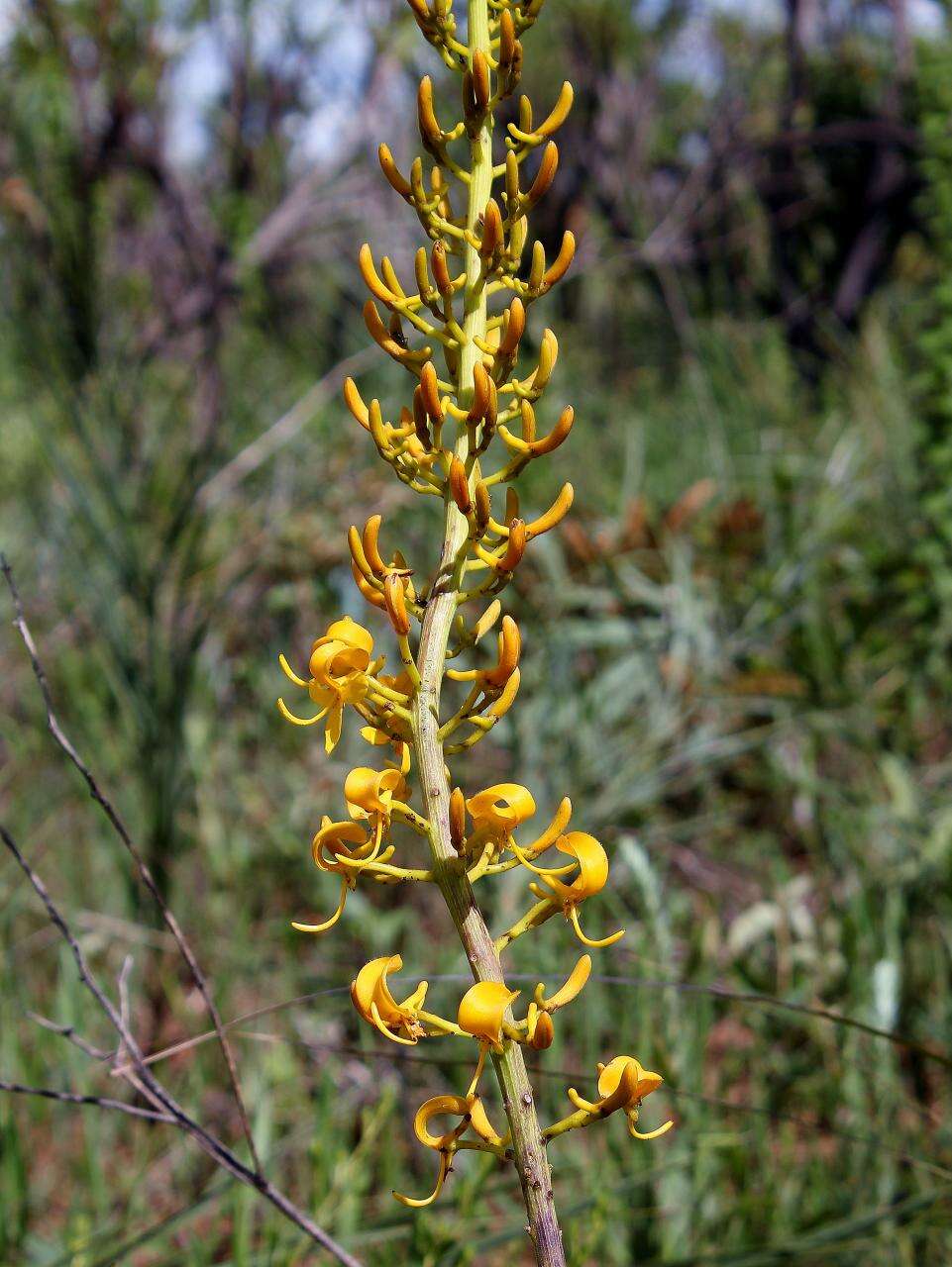 Image of Vochysia pumila Pohl