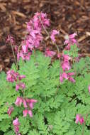 Image of Bleeding heart