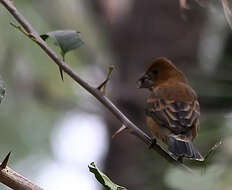 Image of Blue Grosbeak