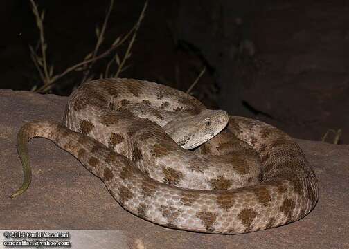 Image of Levant Viper