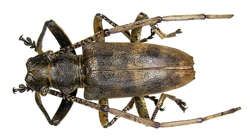 Image of Acalolepta