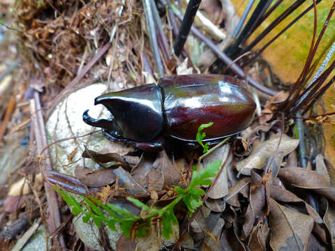 Image of Xylotrupes gideon borneensis Minck 1920