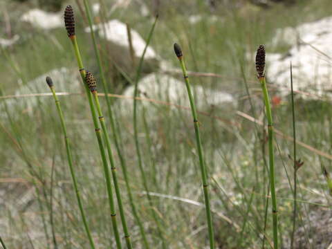 Image of smooth horsetail