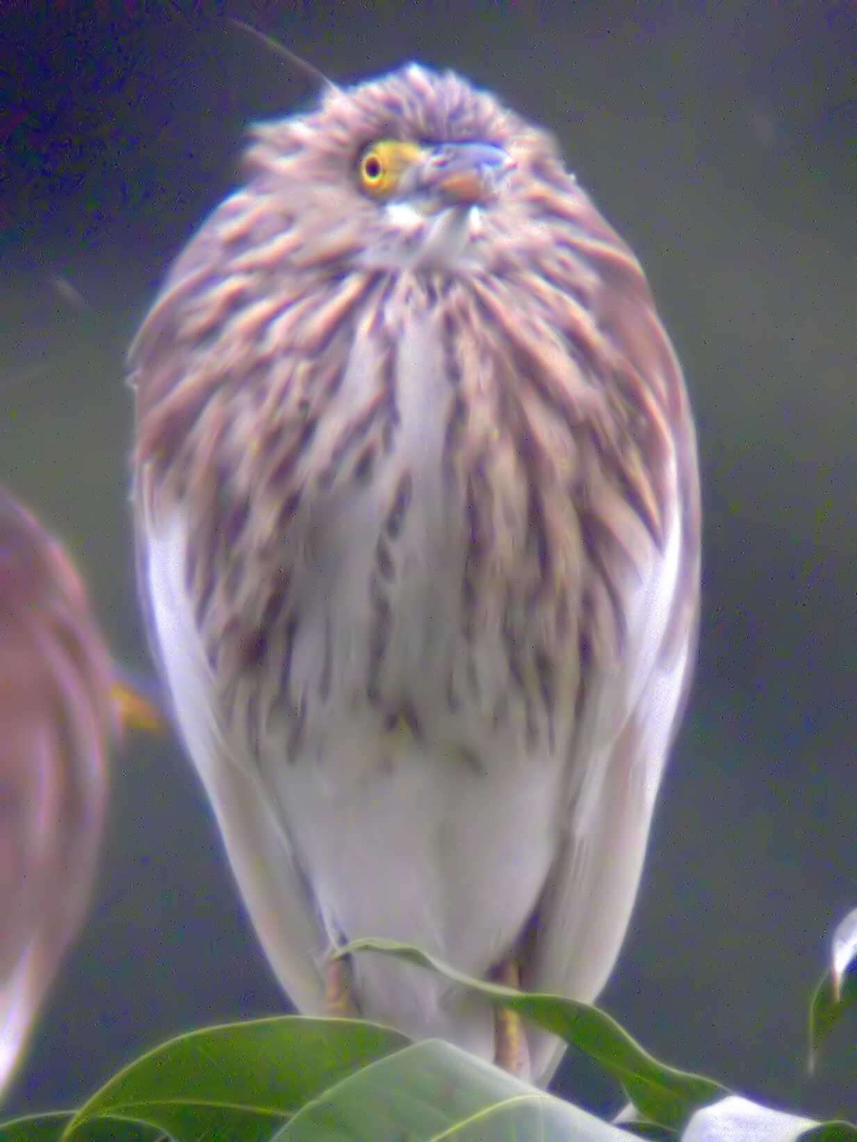 Image of Chinese Pond Heron