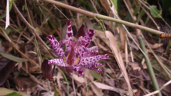 Image of toad lily