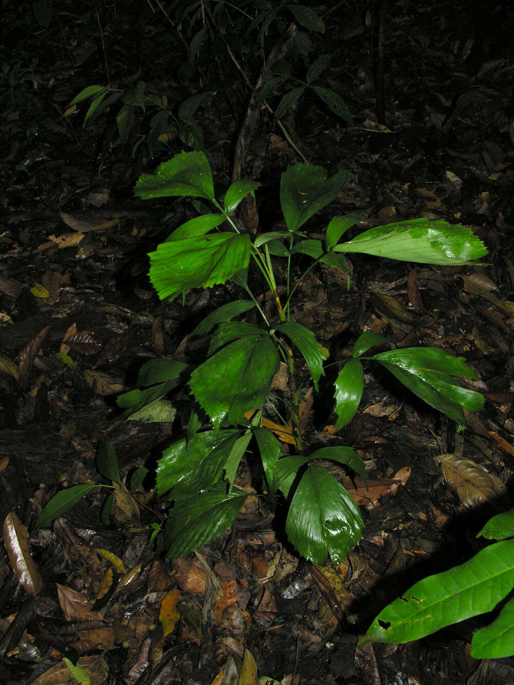 Reinhardtia simplex (H. Wendl.) Burret的圖片