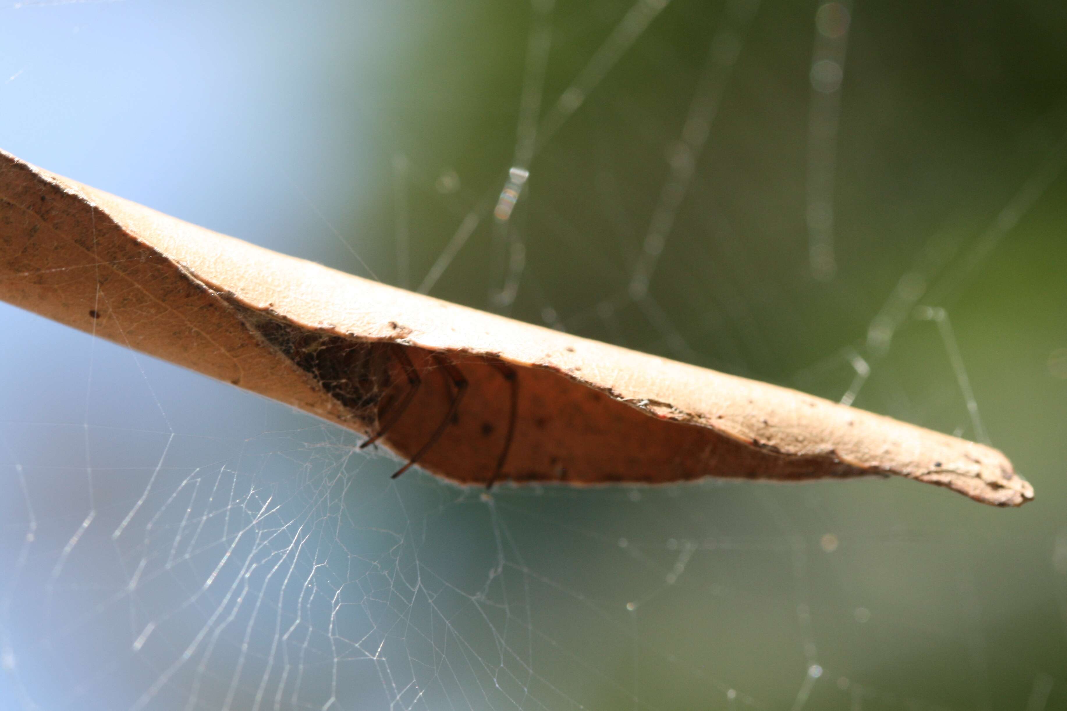 Imagem de Araneus dimidiatus (L. Koch 1871)