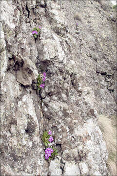 Image of Primula villosa Wulfen