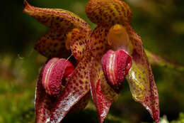 Bulbophyllum subumbellatum Ridl. resmi