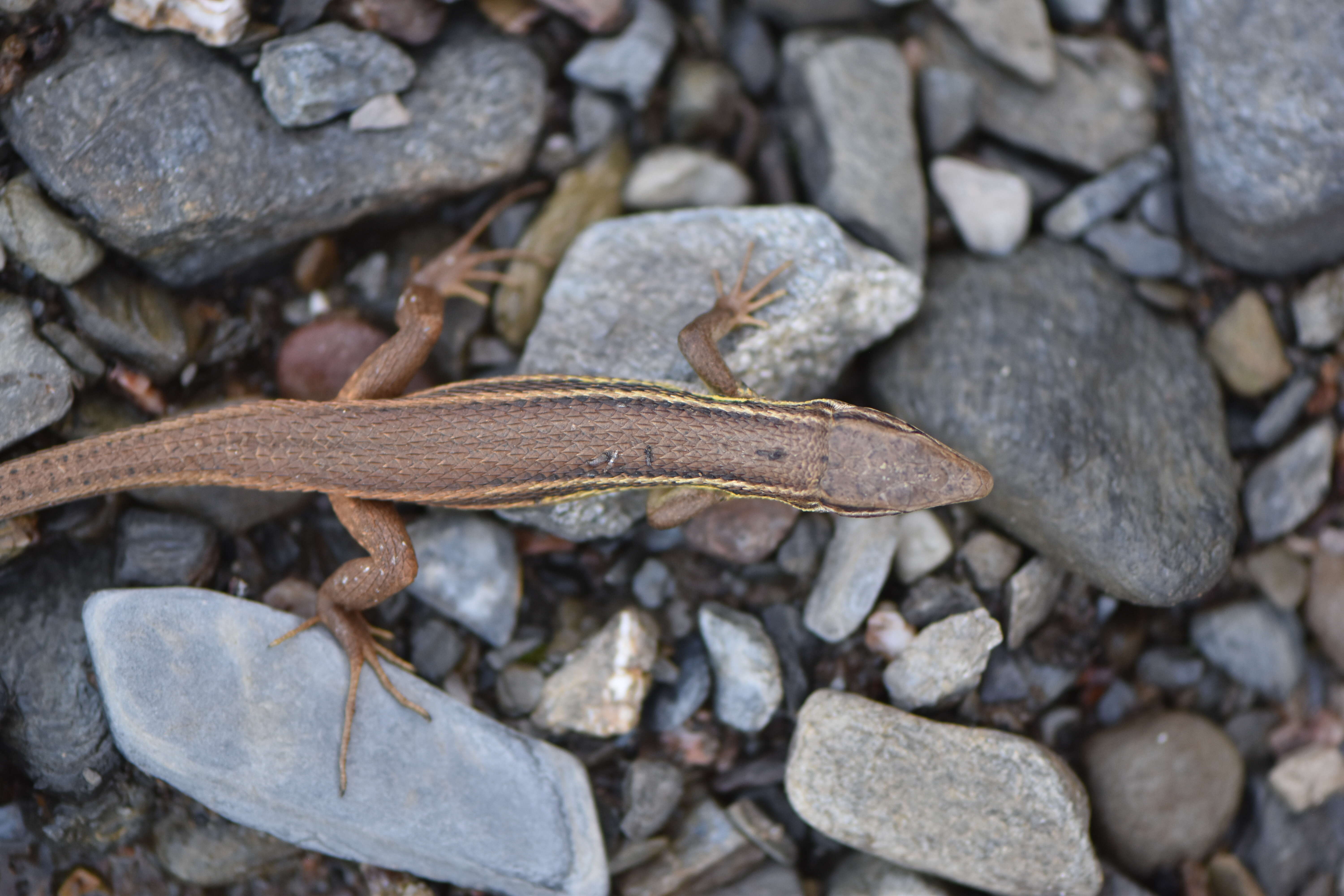 Psammodromus algirus (Linnaeus 1758) resmi