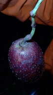 Image of Cissus trigona Willd. ex Roem. & Schult.