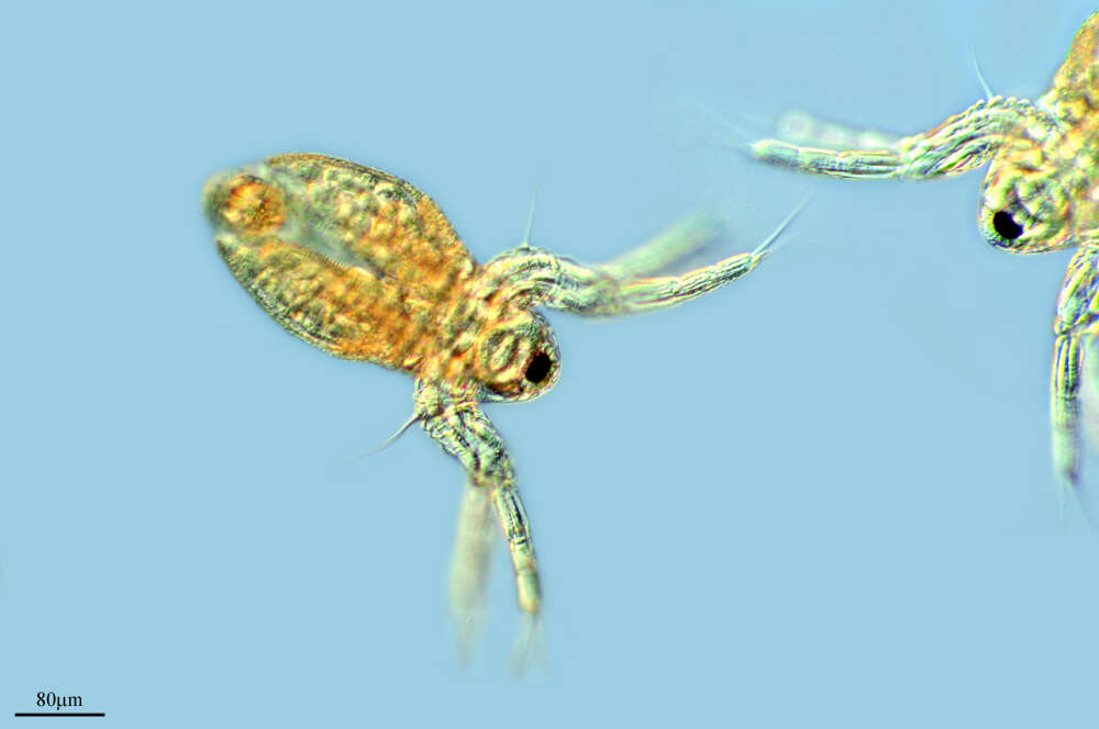 Image of Moinidae