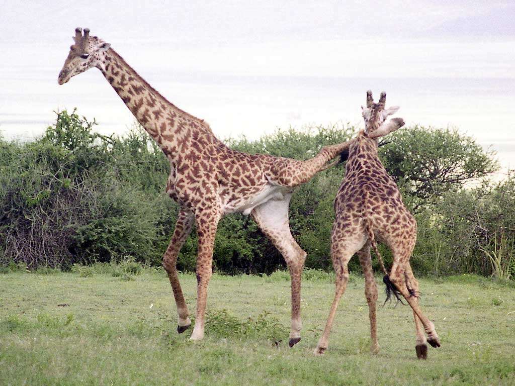 Image of Giraffes