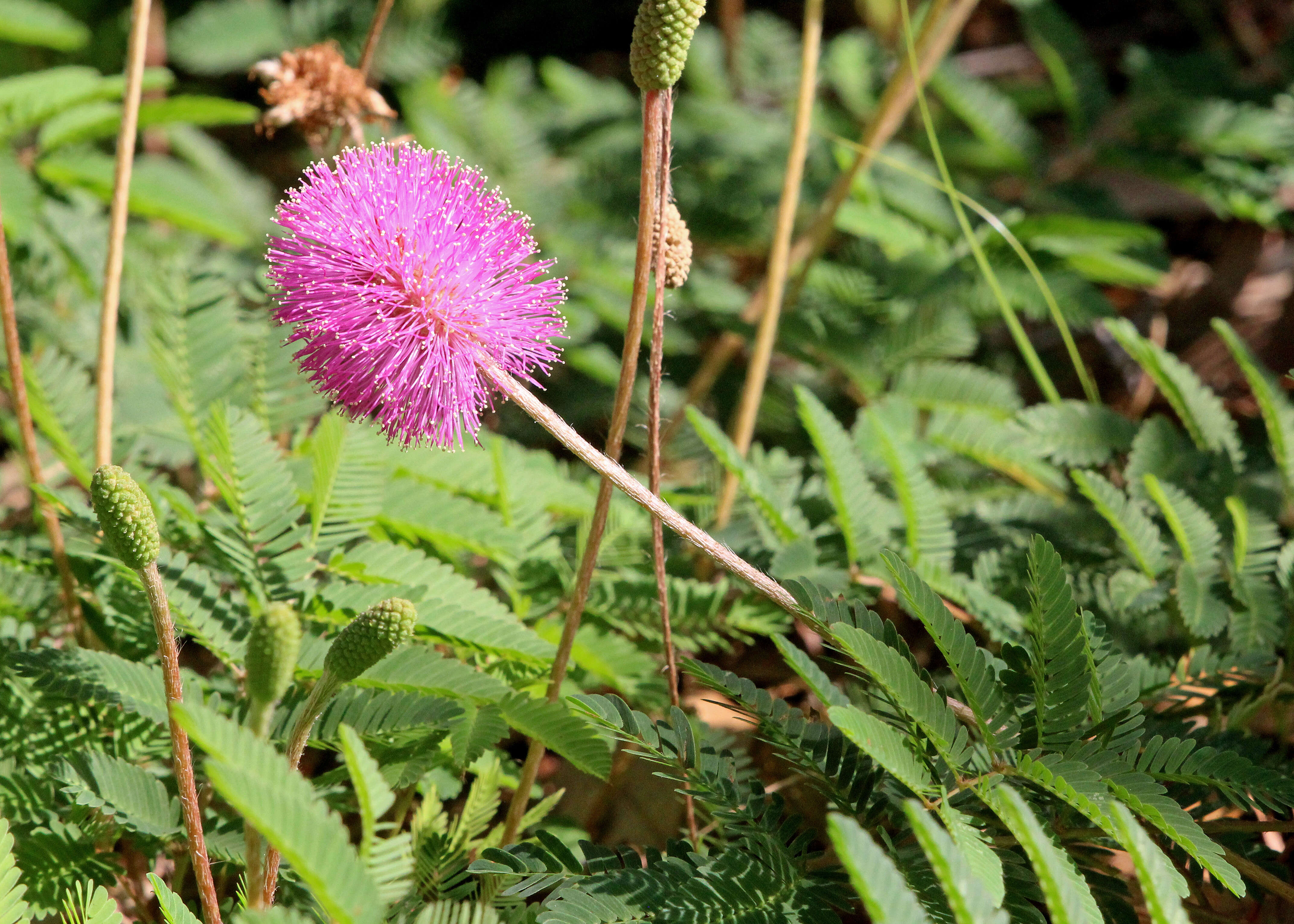 Imagem de Mimosa strigillosa Torr. & A. Gray