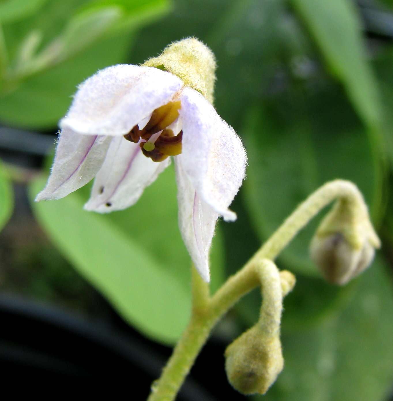 Image de Solanum nelsonii Dun.