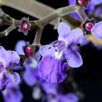 Image of Vitex polygama Cham.