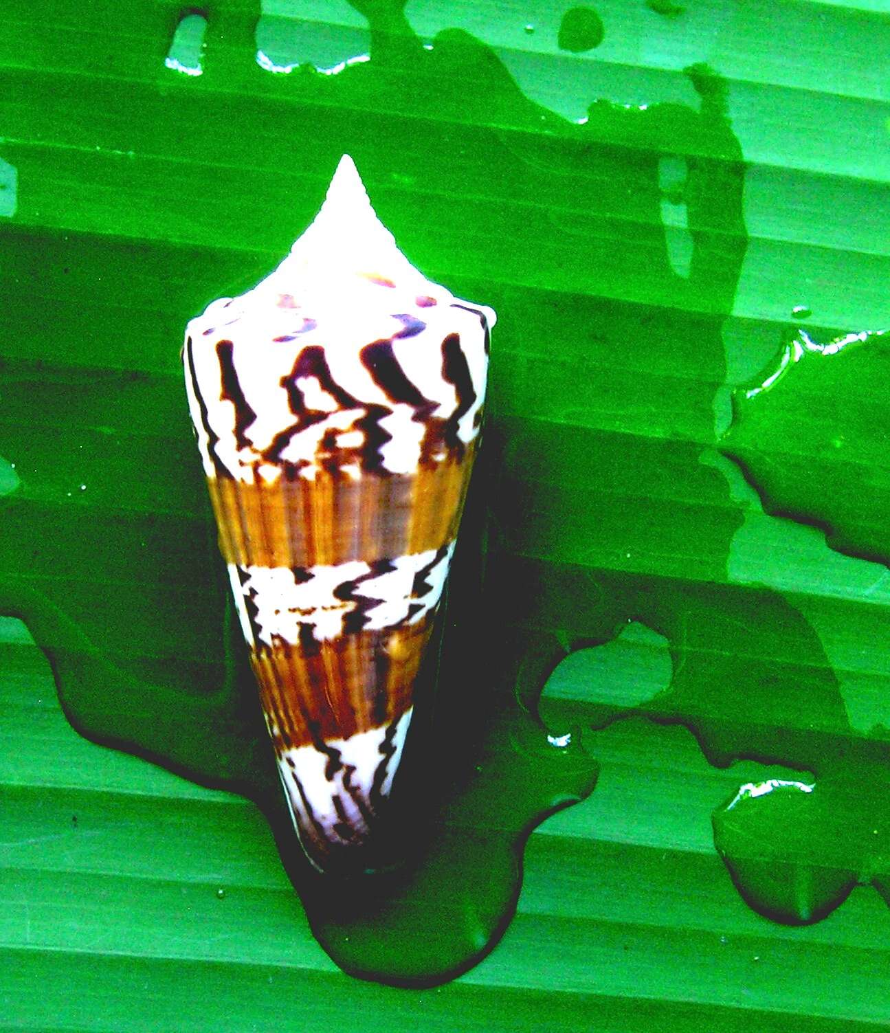 Image of cone snails