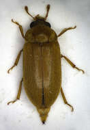 Image of Arthropoda