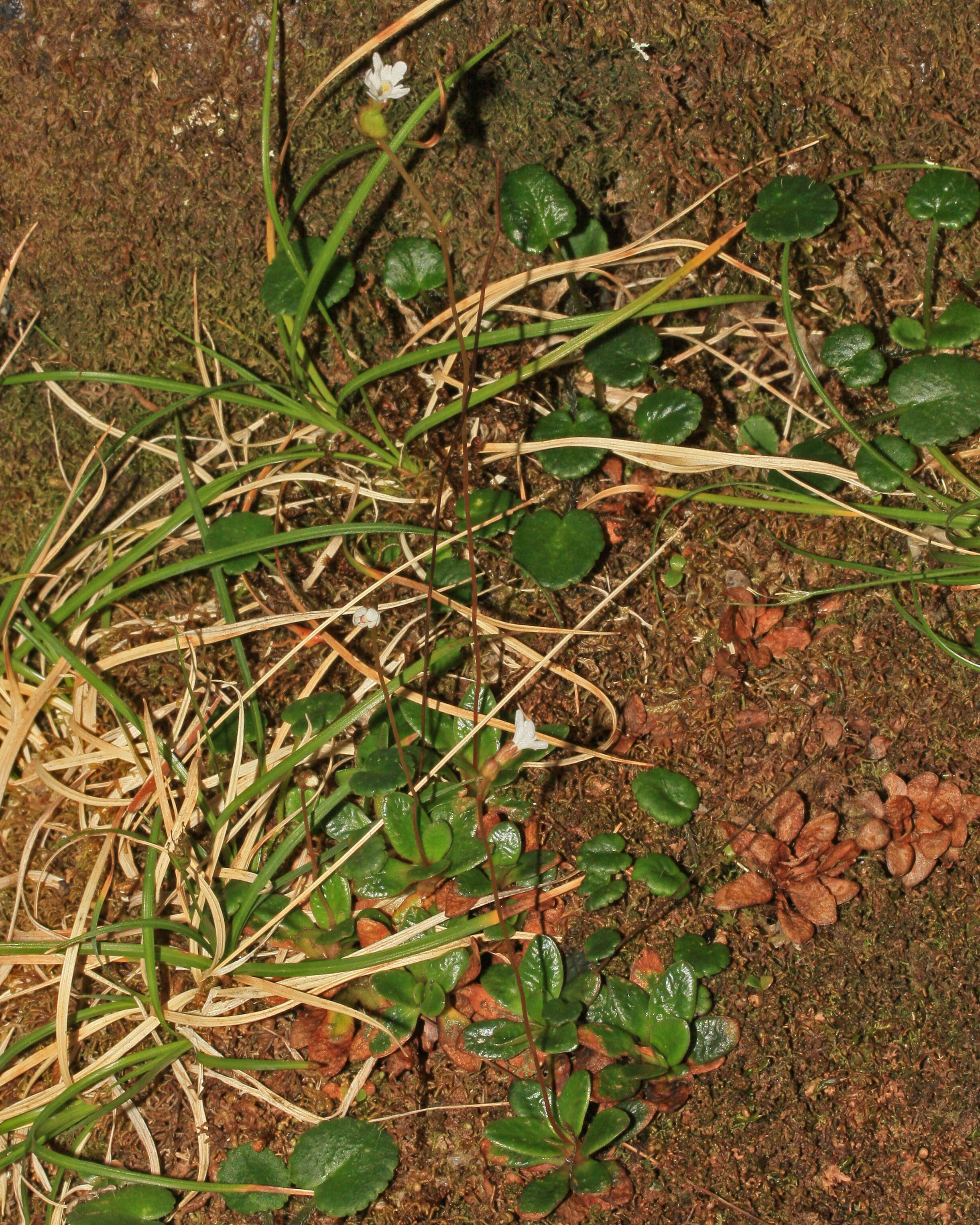 Image of Forstera bellidifolia Hook.