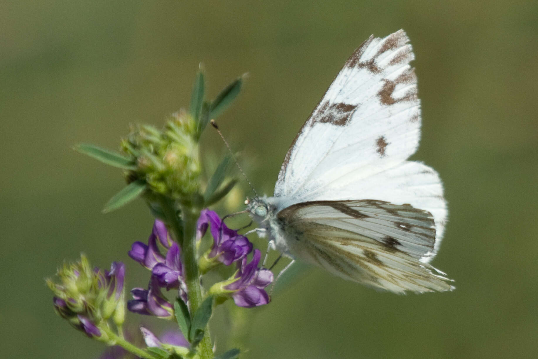 Image of Checkered Whites