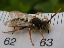 Image of Nomada goodeniana (Kirby 1802)