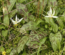 Image of giant white fawnlily