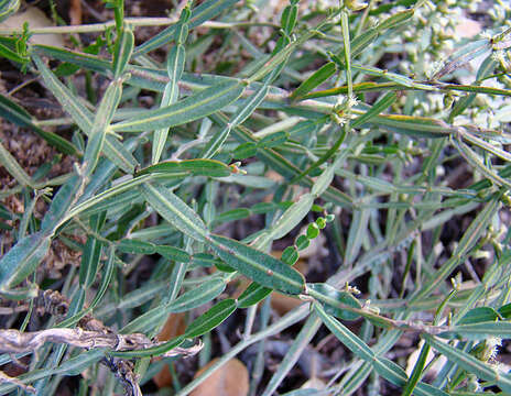 Image of Baccharis articulata (Lam.) Pers.