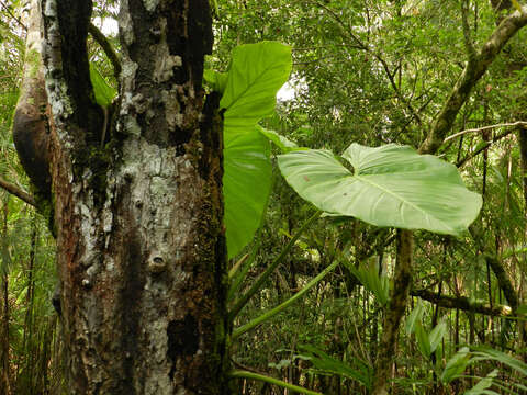 Image of Philodendron pterotum K. Koch & Augustin