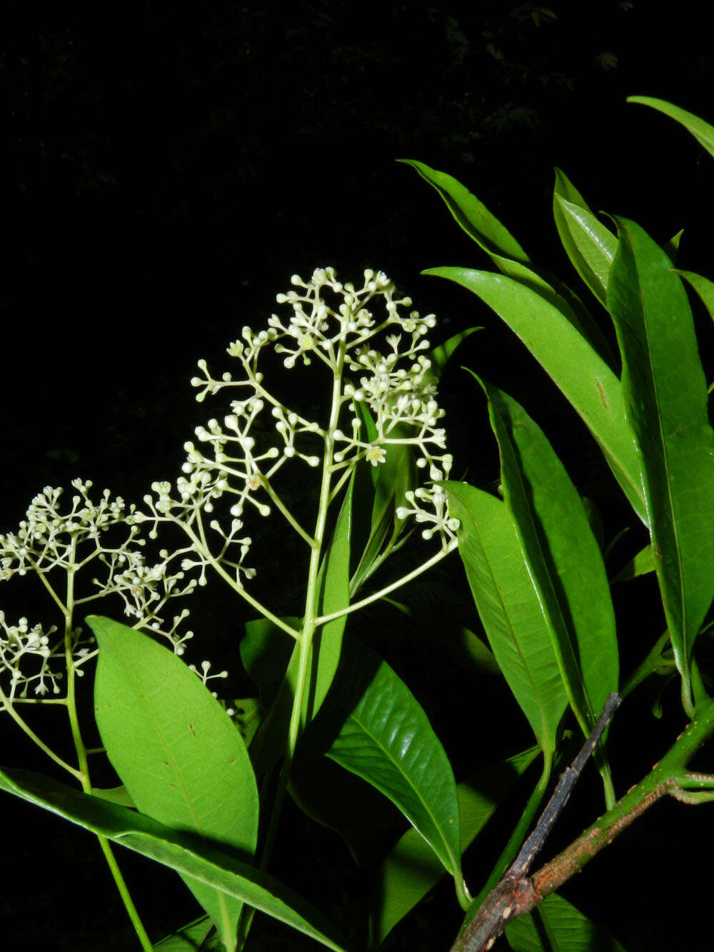 Image of Ocotea multiflora H. van der Werff