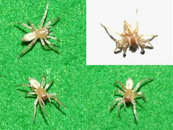 Image of sac spiders