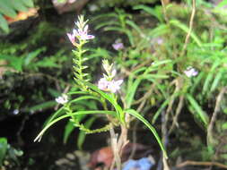 Imagem de Epidendrum fimbriatum Kunth