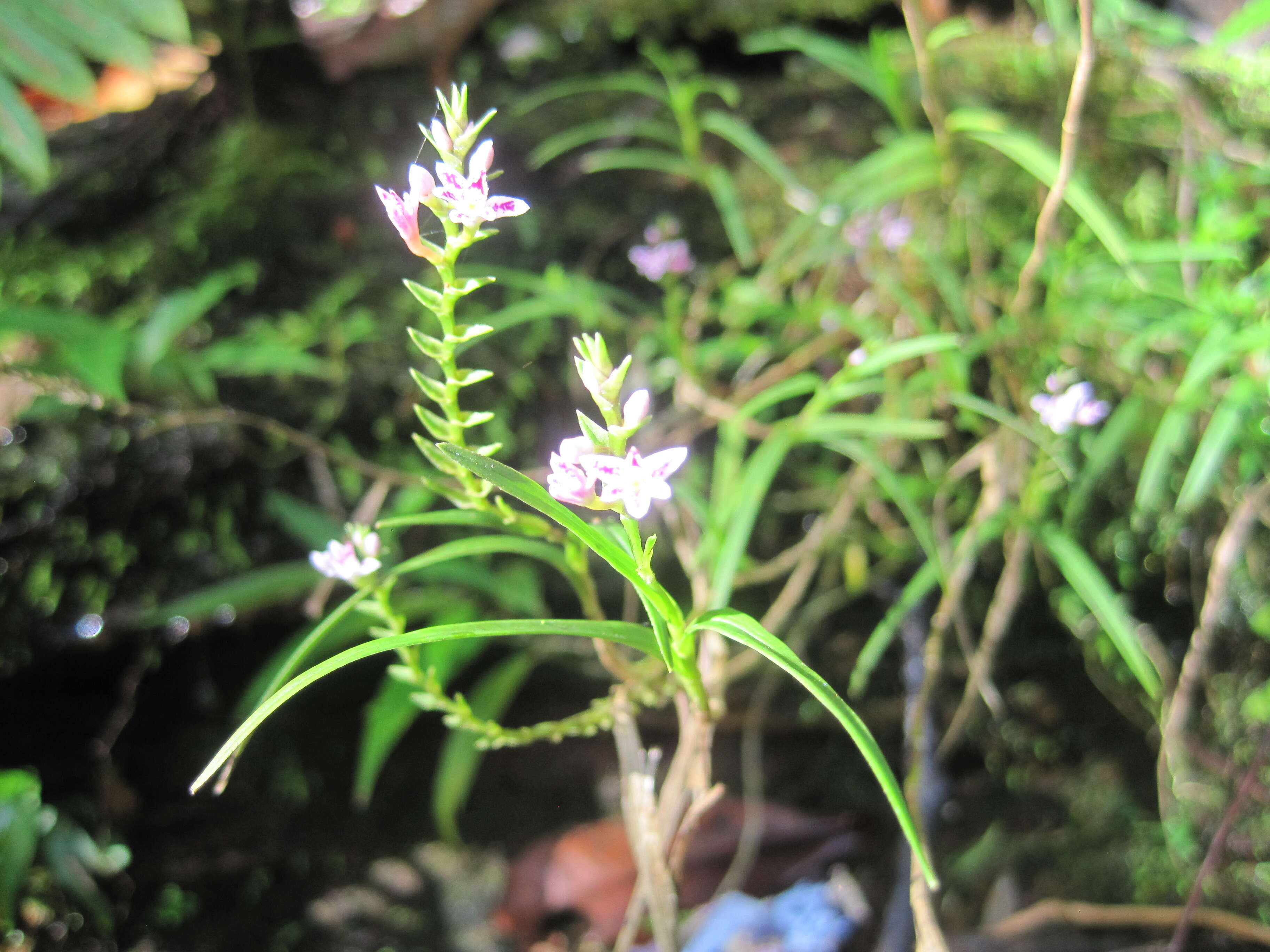 Imagem de Epidendrum fimbriatum Kunth