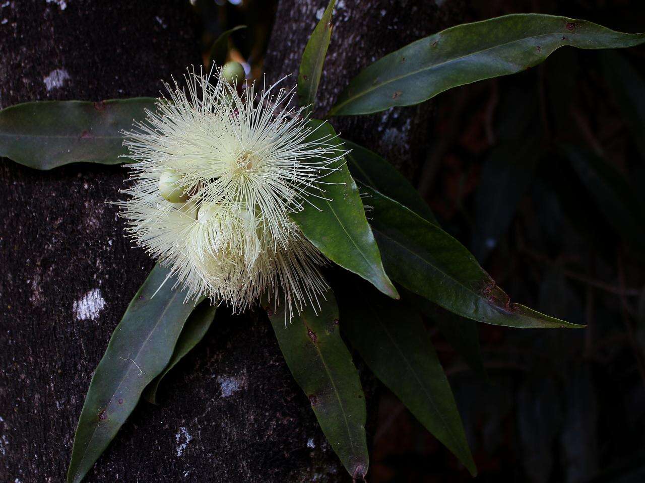 Слика од Syzygium