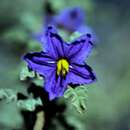 Image of Solanum plicatile (S. Moore) D. E. Symon