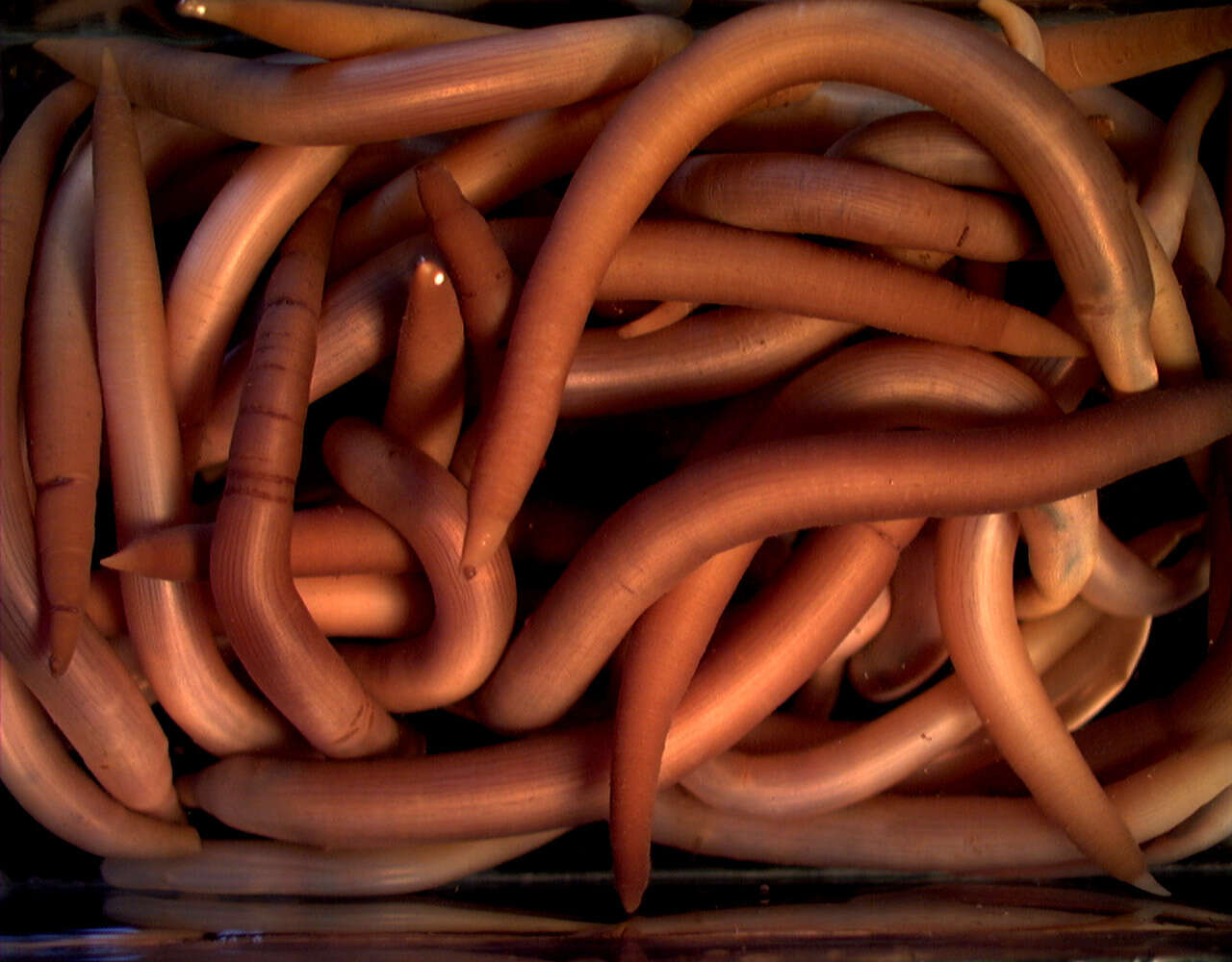 Image of peanut worms