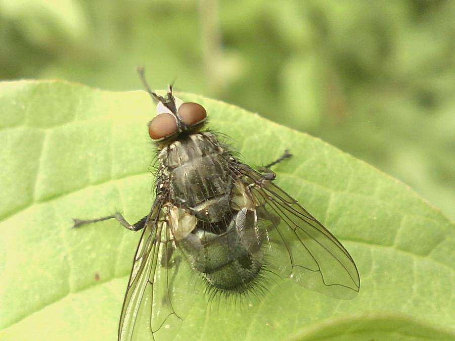 Image of blow flies