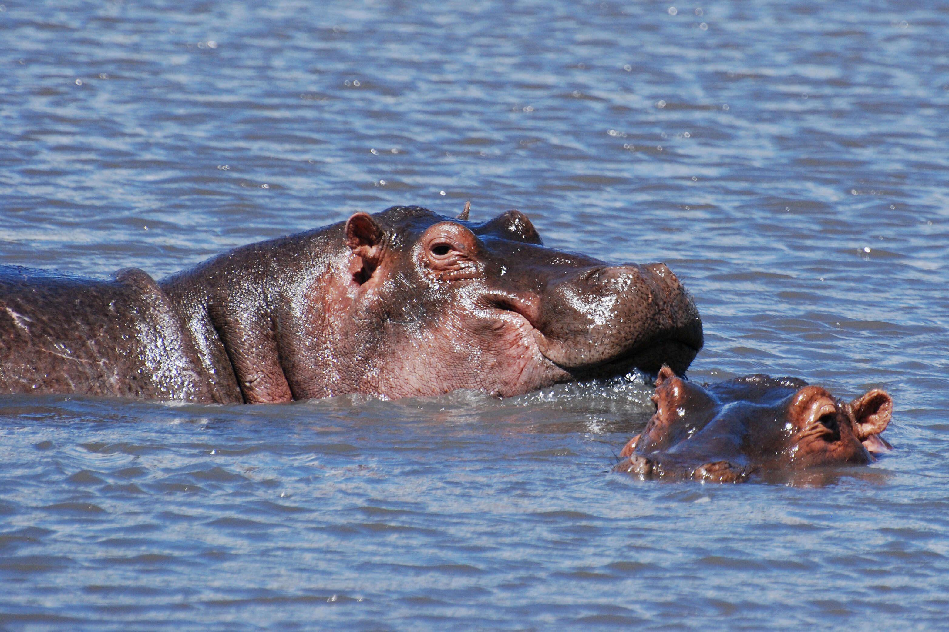 Image of Common Hippopotamus