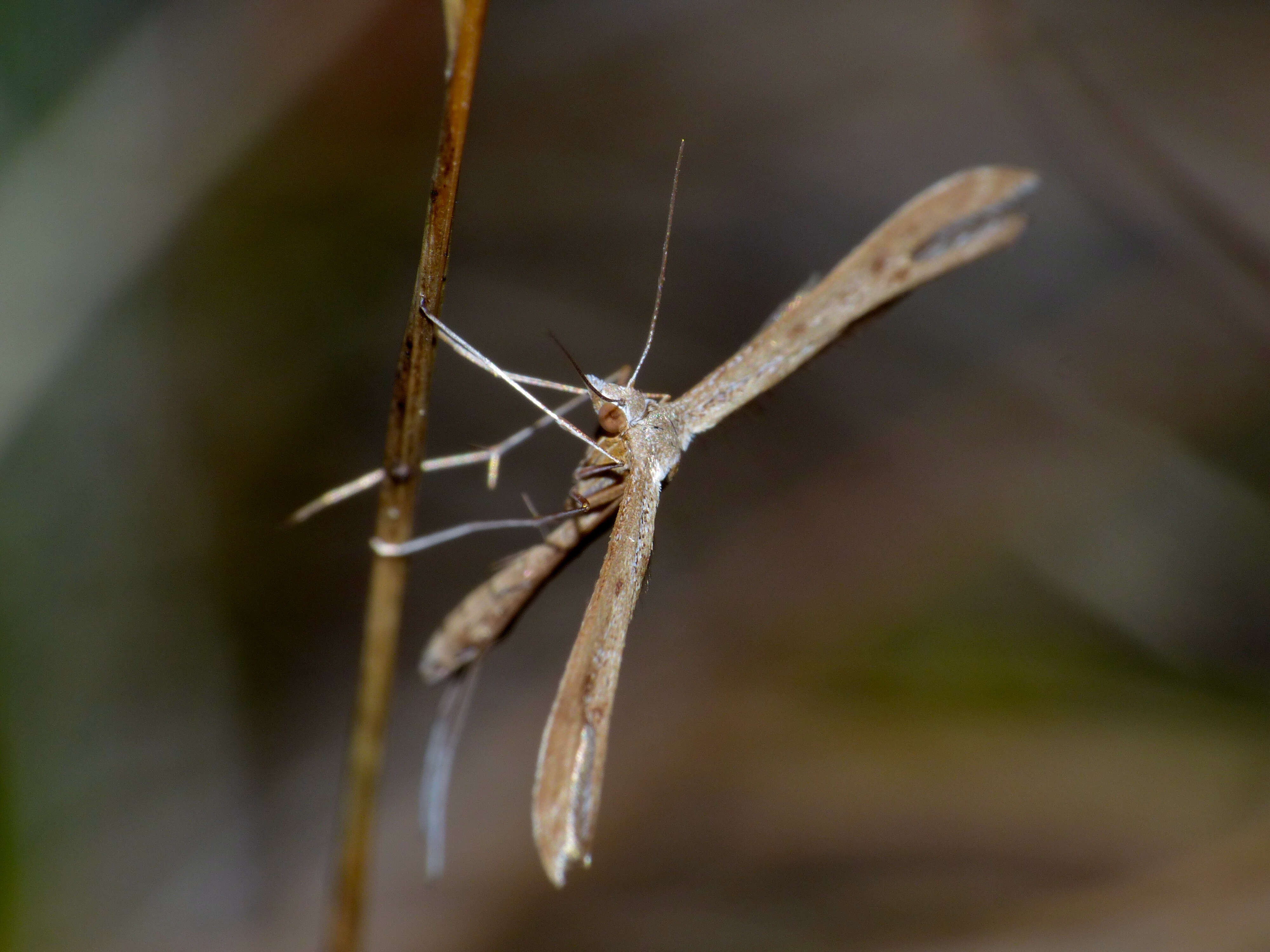 Image de Stenoptilia pterodactyla (Linnaeus 1761)